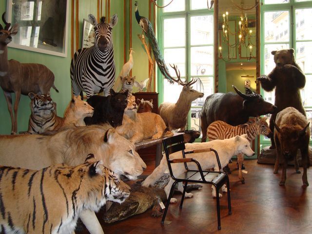 L’Arche de Deyrolle