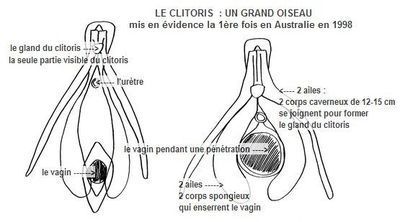 Anatomie et fonctionnement du clitoris à partir d'échographies, avec l'autorisation du Dr Odile Buisson.