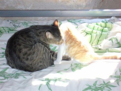 (c) L'assocation Le Chat libre de cordes