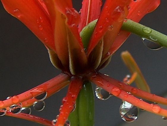 "Les Rets de Taramea", le nouveau rendez-vous littéraire de Paris Tribune