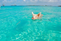 Cochon de natation dans les îles © DR
