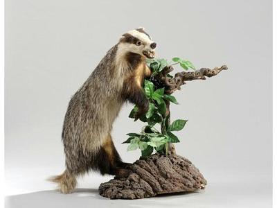 Blaireau (c) Etude Chevau Legers.