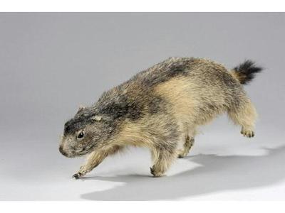 Marmotte (c) Etude Chevau Legers.