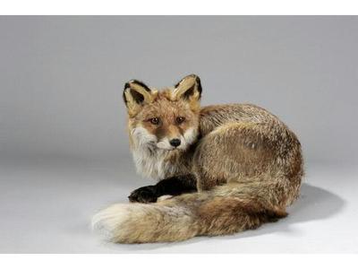 Renard (c) Etude Chevau Legers.