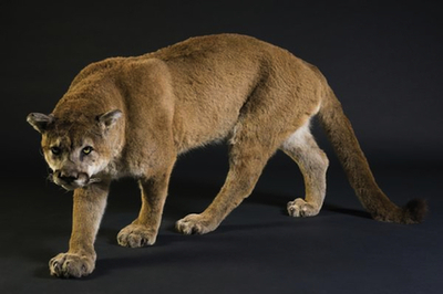 Lot 692 Cougar naturalisé marchant Egalement connu comme le puma, lion de montagne, chat sauvage, panthère ou Catamount, selon la région, originaires des Amériques  73 x 150 cm Estimation 20 000 € à 22 000 € (c) Etude Bertrand Cornette de Saint Cyr.