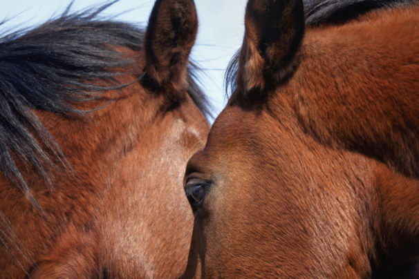 Ambos (c) Jennifer Ajuriaguerra.