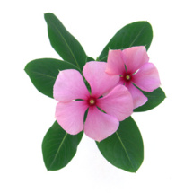 Pervenches © Unclesam - Fotolia.com