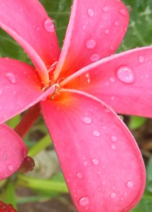 Fleurs de tipanié du jardin © RD - DR