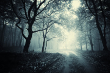 Bois © andreiuc88 - Fotolia.com
