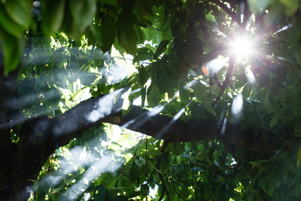 Sous les bois © Maksim Shebeko - Fotolia.com