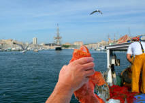 Bouillabaisse de Marseille  © Philippe LERIDON.