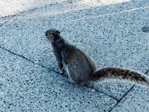 Le plus proche voisin de Donald Trump à la Maison Blanche © Photo RG/Paris Tribune, non loin de la Maison Blanche - Washington DC.