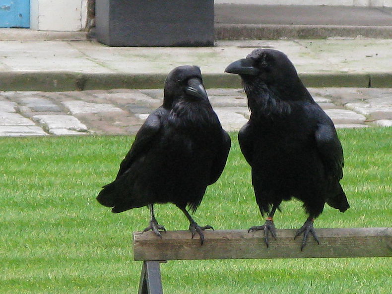 Corneilles noires © Jiel Beaumadier CC BY-SA 4.0