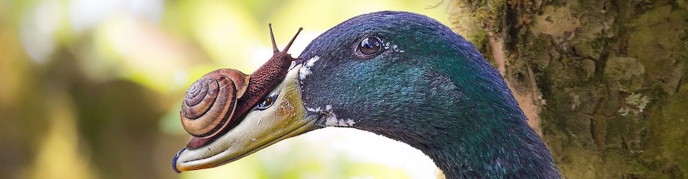 A paraître : l'édition PDF gratuite numéro 1