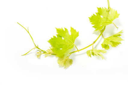 Cépage © Daniele Depascale - Fotolia.com