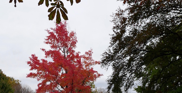 Paris cultive son jardin © VD - PT