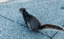 Donald Trump n’est pas superstitieux