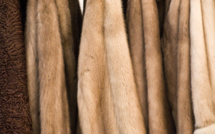 ​Démantèlement d’un réseau international de voleurs de luxe