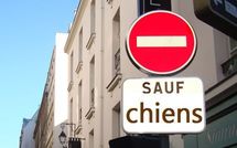 Une ville qui a du chien