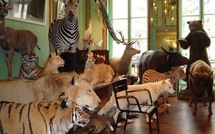 L’Arche de Deyrolle