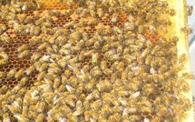 Une nouvelle ruche dans le 7ème arrondissement