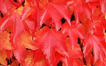 Paris : un mineur poignarde sa mère et son frère majeur