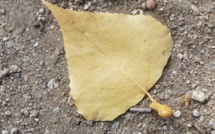 Il chute d'un étage d'un foyer Adoma et se tue