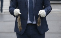 Paris : la carte des no go-zone pour les rats