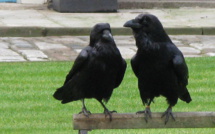 Attaque de passants par des corneilles : la Mairie du XIVème arrondissement parle de "période de chasse"