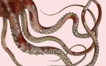 Nuit d'horreur dans le Pacifique Sud