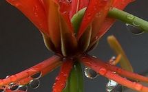 "Les Rets de Taramea", le nouveau rendez-vous littéraire de Paris Tribune