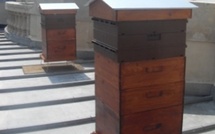 7 octobre : conférence-débat "Si l'abeille venait à disparaître..."