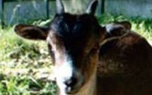 Tondeuses écologiques à Bièvres