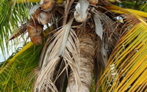 Le manifeste des conseillers de Paris UMP dissidents