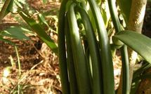 Le Waterloo de Taramea 