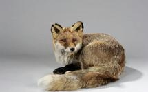 Des animaux rigolos pour la déco