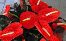 Premiers accords avec Nini la Souris polynésienne