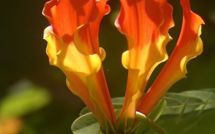 Le piège se referme