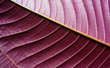 La flûte enchantée et Nini la Souris polynésienne (suite)