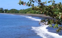 Le tonton de Nini la Souris polynésienne