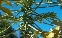 Les lectures de Mekter