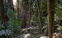 Les terribles histoires de Nini la Souris polynésienne