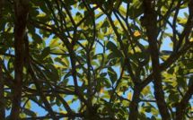 La Folle du logis et Nini la Souris polynésienne