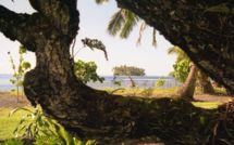 Le poison et Nini la Souris polynésienne