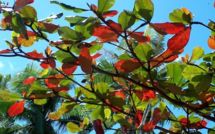 Un problème insoluble et Nini la Souris polynésienne