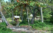 Un problème insoluble et Nini la Souris polynésienne (suite)