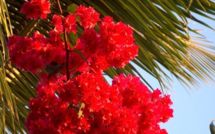 La convocation de Nini la Souris polynésienne