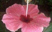 Logo le Petit Tupa se fâche contre Nini la Souris polynésienne