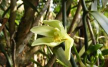 Nini la Souris polynésienne, Miss Souris en Amérique ?