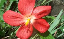 La suite du voyage d'études et Nini la Souris polynésienne